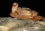 <strong>Le Guacharo des cavernes</strong><br />Novembre 2011. Le GEPOG annonce la découverte d'une nouvelle espèce d'oiseau nocturne en Guyane (photo Sylvain Uriot / GEPOG) : Lors d’une nuit consacrée à l’inventaire des chiroptères (chauve-souris), une surprise de taille attendait les participants. Dans un des filets de capture, un oiseau inconnu en Guyane, le Guacharo des cavernes (Steatornis caripensis). Le Guacharo des cavernes vit dans la plupart des régions du nord de l’Amérique du Sud, notamment au Venezuela, et vers le Sud, du Pérou à la Bolivie, ainsi que sur l’île de Trinidad. 

Cette donnée guyanaise est donc à plus de 1000 kilomètres de son aire de répartition connue. Mais le fait le plus troublant est que l’individu capturé présentait des signes de nidification, ce qui signifierait que cette espèce se reproduit potentiellement en Guyane. Des recherches complémentaires devraient être entreprises afin de vérifier cette infirmation capitale.