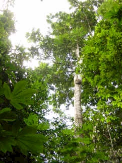 Arbre Carapa au Guyana