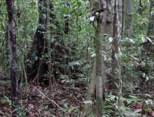 La forêt à Iwokrama