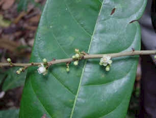 Fleur de carapa au Guyana en novembre 2004