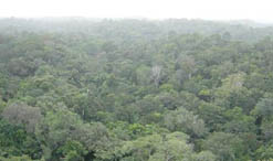 La belle forêt guyanaise près de Sinnamary vue de dessus mais vide d’animaux en dessous
