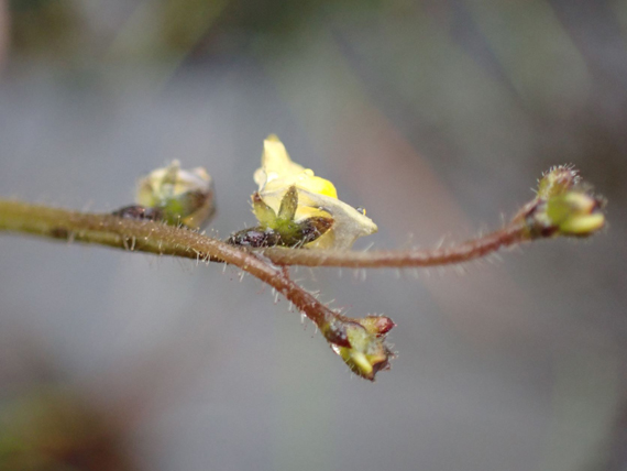 Familles et genres de plantes carnivores