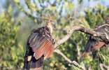 <strong>Sentier Favard /Marais Kaw</strong><br />L’hoazin (Opisthocomus hoatzin) affectionne seulement certains cours d’eau ou marais du département. En bandes de 10 ou 20 individus, il se nourrit de jeunes feuilles tendres de moucou-moucou. (photo MLC/PB)