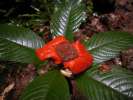 <strong>Les sentiers de Saül</strong><br />Psychotria peoppigiana, une rubiaciée à fleur rouge, très appréciée des colibris. (photo Philippe Boré)