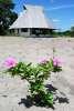 <strong>Réserve Naturelle d’Amana</strong><br />Pas de problème d’hébergement. Outre l’auberge de Jeunesse, certains habitants de ce village sur sable blanc vous proposent des logements labellisés « Gites de France ». (photo Philippe Boré)