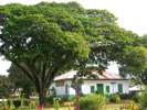 <strong>Balade à Cayenne</strong><br />Le Jardin botanique. Nombre d’espèces d’arbres qui nous semblent originaires de Guyane ont été, en réalité, acclimatées en Guyane. Il en fut ainsi, entre autres, pour le litchi, le sagoutier, la pomme-rosa, le bambou et le manguier. (photo Philippe Boré)
