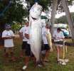 <strong>La pesée du Tarpon</strong><br />Retour de pêche dimanche 28 août à la station Total de Pariacabo à Kourou. La plus belle prise de la 2ème manche de pêche en mer aux îles du Salut organisée par le Tarpon Club de Guyane :
Un tarpon de 1,76 mètres et 75 kilos !! 