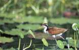 <strong>Sentier Favard /Marais Kaw</strong><br />Jeune jacana semblant marcher sur l’eau, d’où son appellation anglo-saxone de “Jesus bird”. (photo MLC/PB)