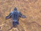 <strong>Réserve Naturelle d’Amana</strong><br />La Guyane est le premier site mondial de ponte des tortues Luth, soit plus de 40% des nids certaines années ! La responsabilité de la France, 5ème puissance mondiale, est donc engagée dans la protection de cette espèce en voie d’extinction. Pourtant, les quelques kilomètres de plages de  l’île de Cayenne, qui devraient être rigoureusement règlementés, ne serait ce que quatre mois par an, sont chaque année la proie de multiples agressions (braconnage des oeufs, pose de filets en bordure de plage, nombres de chiens errants, éclairage des plages par des projecteurs privés ou publics…). (photo Philippe Boré)